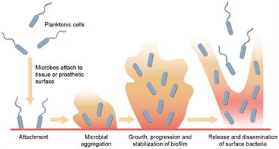 Antibiotics with antibiofilm activity – rifampicin and beyond
